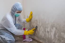 Best Basement Mold Removal in Baker City, OR